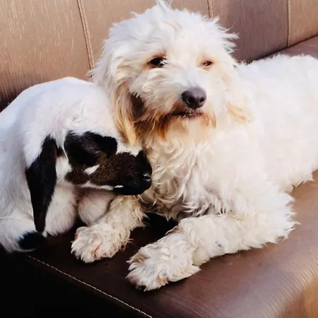 Üdülőközpont Celebi Garden - Cittaslow Retreat