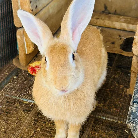 Celebi Garden - Cittaslow Retreat Resort