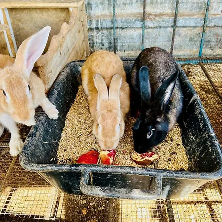 Resort Celebi Garden - Cittaslow Retreat *