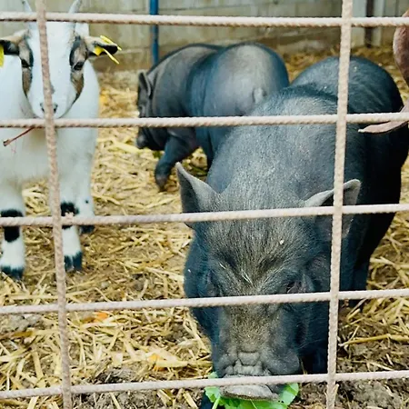 Celebi Garden - Cittaslow Retreat Üdülőközpont *