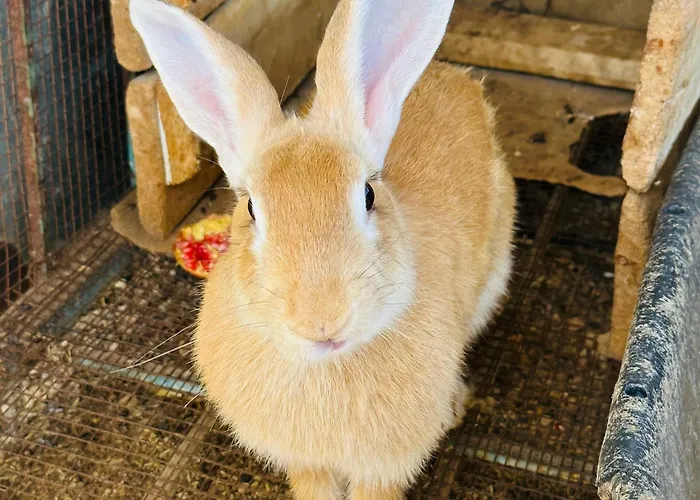 Celebi Garden - Cittaslow Retreat Resort