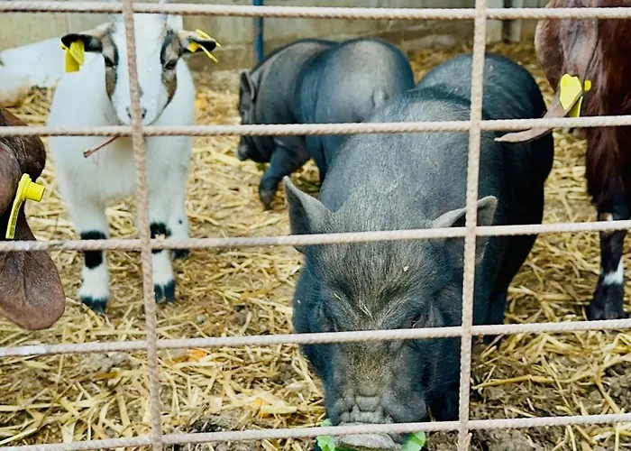 Celebi Garden - Cittaslow Retreat Resort *